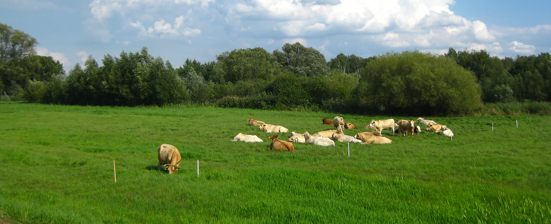 Kühe auf einer Wiese