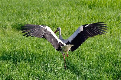 Storch im Spreewald
