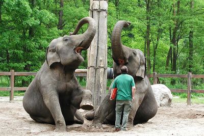 Elefanten im Tierpark Cottbus