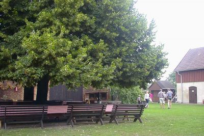 alte Linde im Innenhof alte Linde im Innenhof