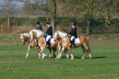Osterreiter auf Koppel