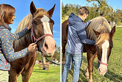 Pferde im Landhaus Brodack im Spreewald Pferdegeflüster