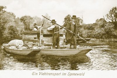 Viehtransport im Spreewald Viehtransport im Spreewald