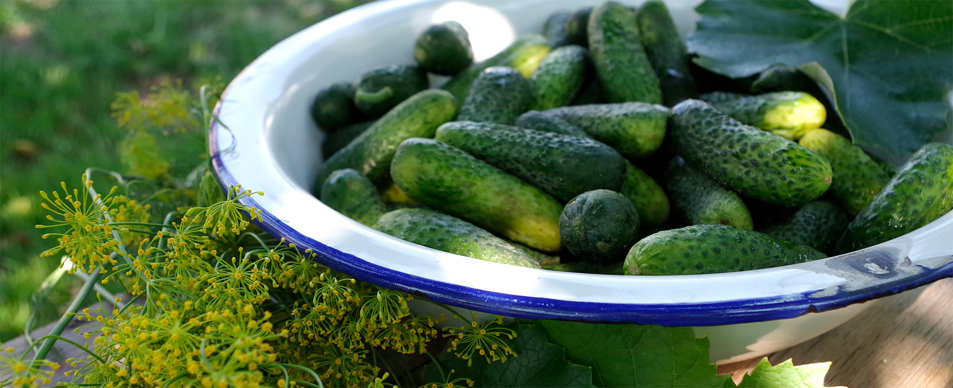 Spreewald Dillgurken