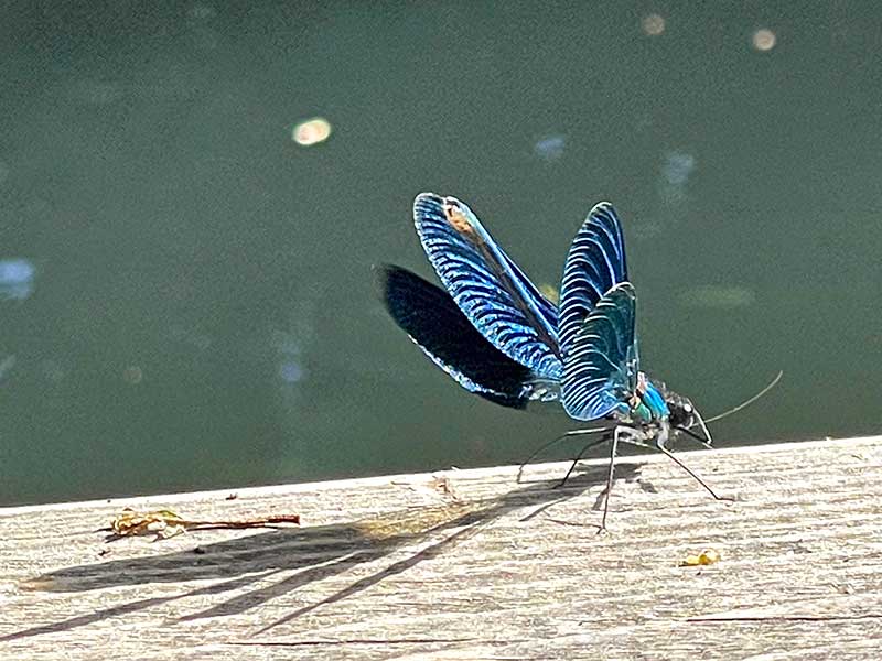 Blauflügel Prachtlibelle
