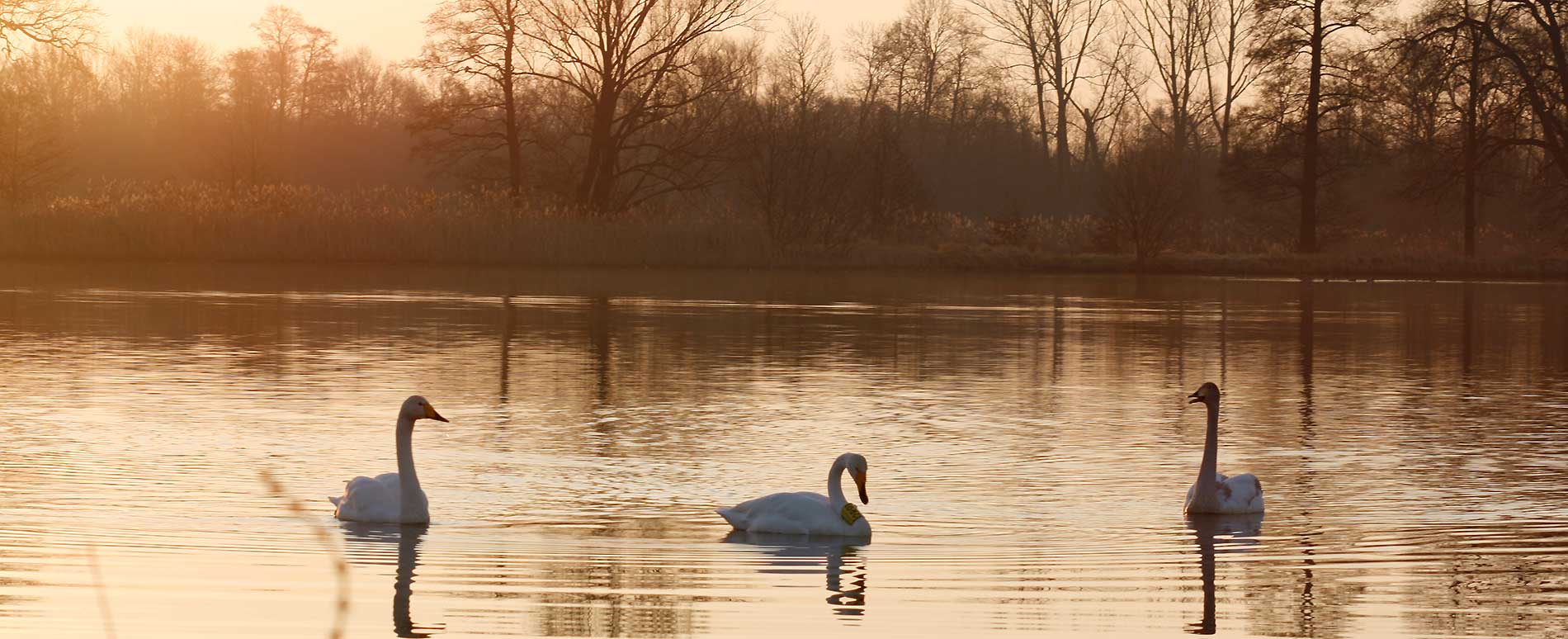Singschwäne auf den Stradower Teichen bei Vetschau Spreewald